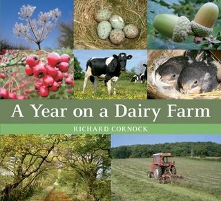 Year on a Dairy Farm