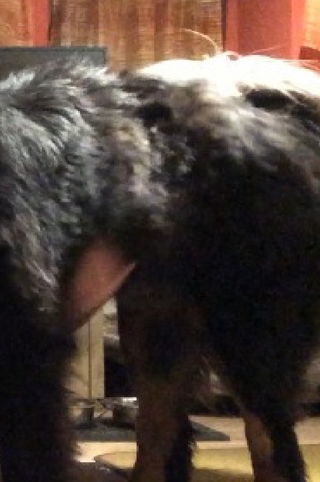 Ein Leben unter Hunden-Gesamt Collection