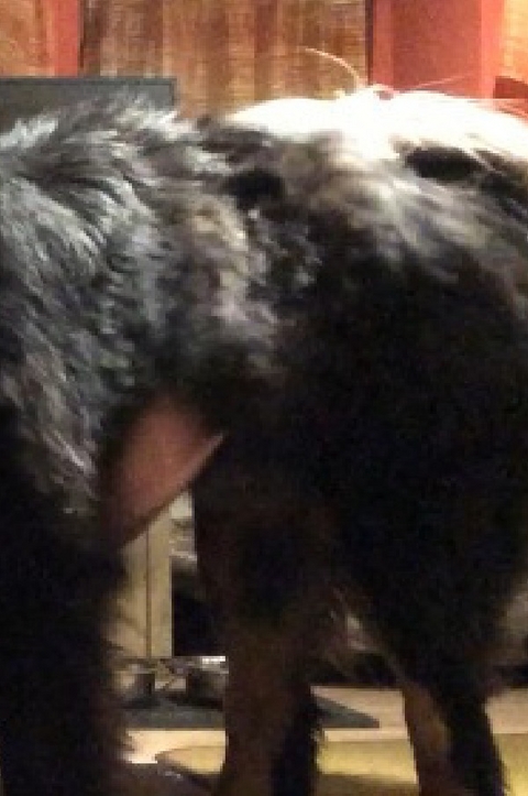 Ein Leben unter Hunden-Gesamt Collection - Erhard Royke