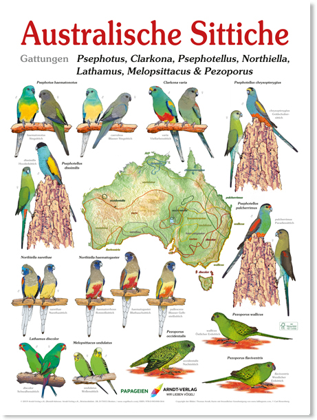 Poster Australische Sittiche 3 - Thomas Arndt