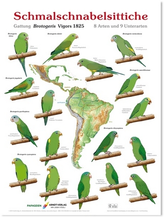 Poster Schmalschnabelsittiche