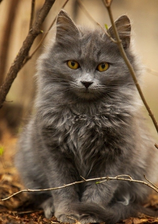 Notizbücher Spiral dotted / Notizbuch für Katzen Fans punktiert dotted 68 Seiten Businessplaner Geschenkidee für Mann Frau und Kind