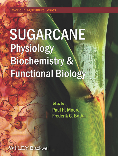 Sugarcane - 
