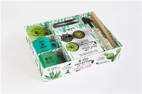 Ma petite collection de cactus : tous les conseils pour choisir, planter et bien entretenir cactus & succulentes