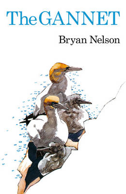 Gannet -  Bryan Nelson