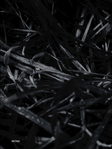 Last Year&rsquo;s Nest - Paul Bellaart