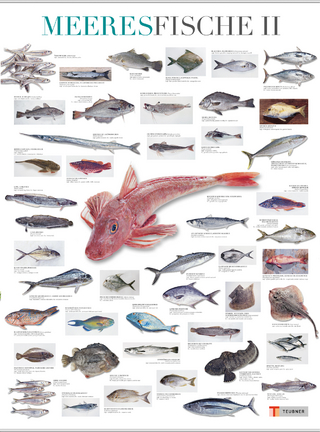 Meeresfische II