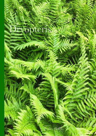 Plant Spirits / Dryopteris