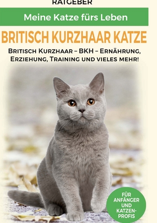 Britisch Kurzhaar Katze