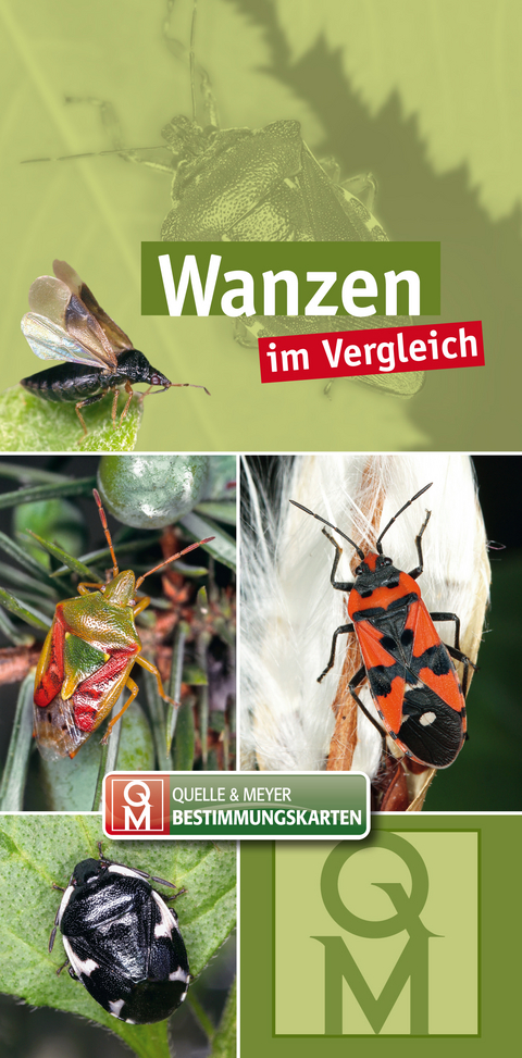 Wanzen im Vergleich