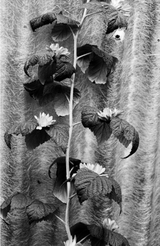 Die S&uuml;dtiroler Siedlung - Anja Manfredi