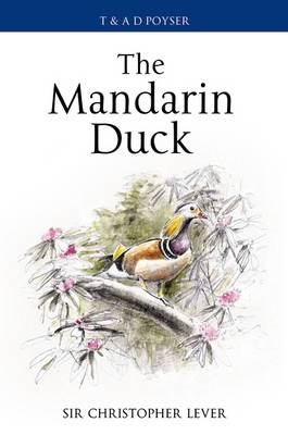 Mandarin Duck -  Christopher Lever