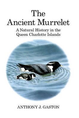 Ancient Murrelet -  Anthony J. Gaston