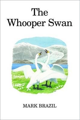 Whooper Swan
