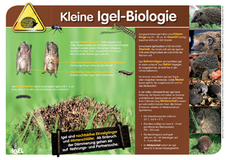Rund um Igel, Igelschutz und Igelhilfe