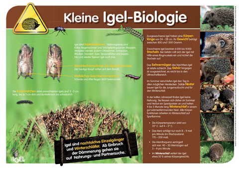 Rund um Igel, Igelschutz und Igelhilfe - Ulli Seewald, Monika Neumeier