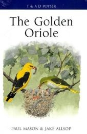 Golden Oriole