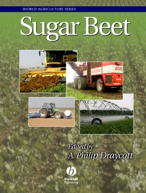 Sugar Beet - 