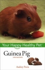 Guinea Pig -  Audrey Pavia