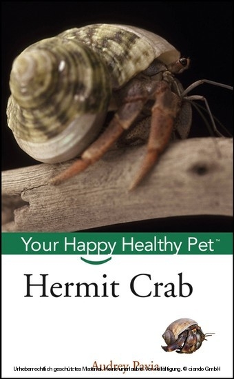 Hermit Crab -  Audrey Pavia