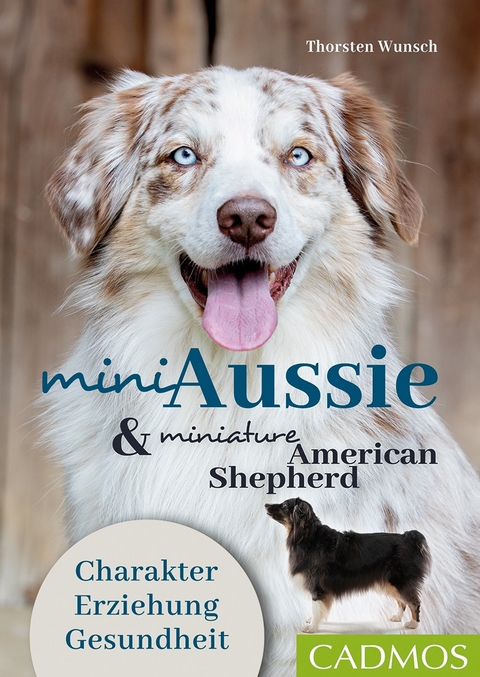 Mini Aussie und Miniature American Shepherd - Thorsten Wunsch