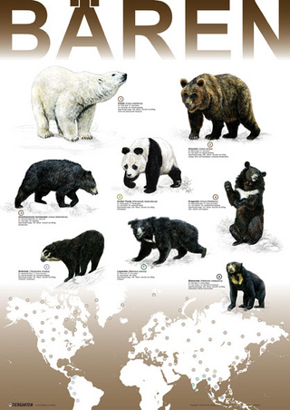 Plakat Bären