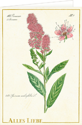 Gru&szlig;karten mit Kuvert - Sammlung Augustina