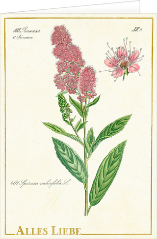 Grußkarten mit Kuvert - Sammlung Augustina