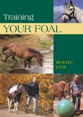 Training Your Foal