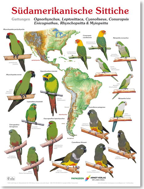 Poster S&uuml;damerikanische Sittiche 4 - Thomas Arndt