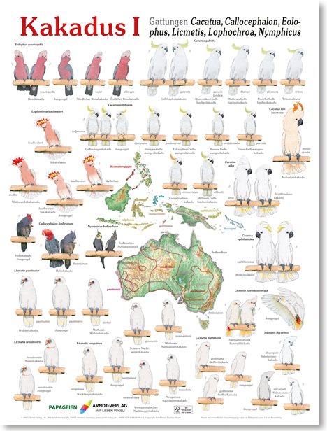 Poster Kakadus 1 - Thomas Arndt