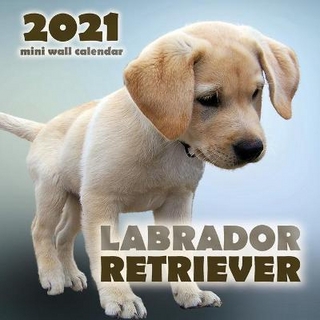 Labrador Retriever 2021 Mini Wall Calendar