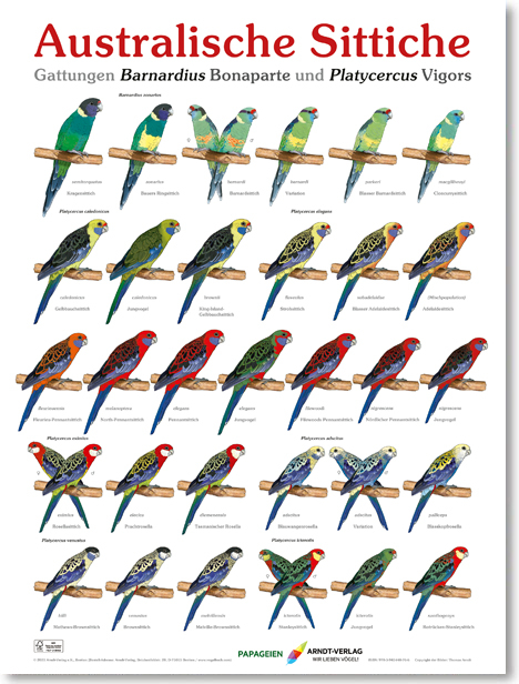 Poster Australische Sittiche - Thomas Arndt