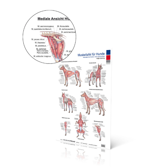 Muskeltafel Hund - Katja G&uuml;hring