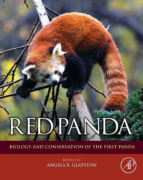 Red Panda - 