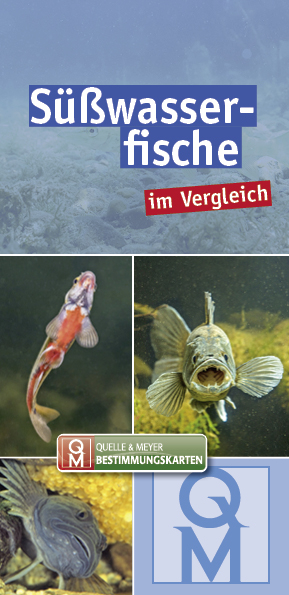 S&uuml;&szlig;wasserfische