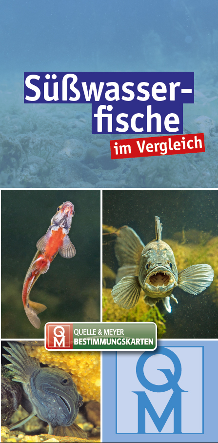 S&uuml;&szlig;wasserfische im Vergleich