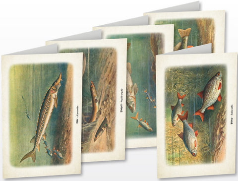 Kunstklappkarten "Süßwasserfische" - 
