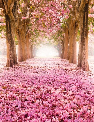 Flower Alley