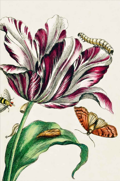 Notizbuch DIN A5 Merian-Tulpe - 